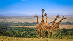 masai mara.jpg
