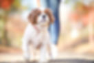 犬