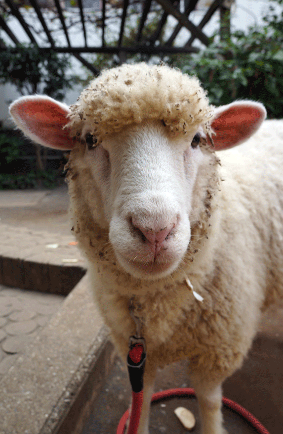 りんご組　移動動物園について