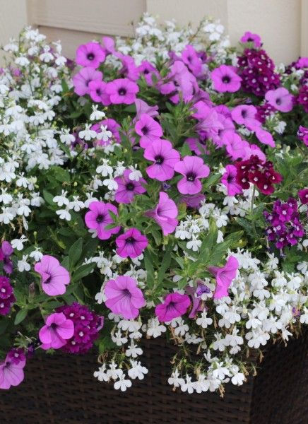 Full Planter Sample.jpg