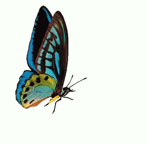 Vlinders