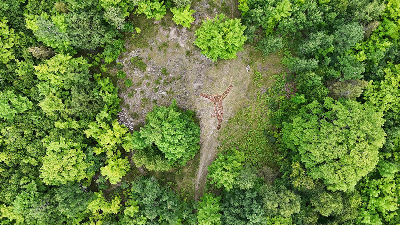 Parimah Avani, A Cedar Letter to Non-human Spirits, 2025, cedar powder (from a fallen tree) on the ground, approx. 20 × 14 × 0.03 m, Manitoulin Eco Park, Manitoulin Island, CA.
