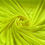 Thumbnail: Plain Neon Colour Swimwear/Activewear Fabric (Polyester Lycra) Shiny Finish