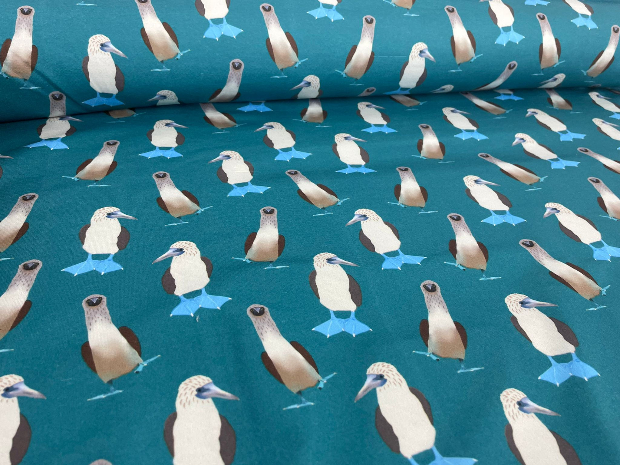 EXCLUSIVE Teal Blue Footed Boobies (Loop Backed Lycra)
