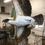 Thumbnail: Free Spirit, Osprey