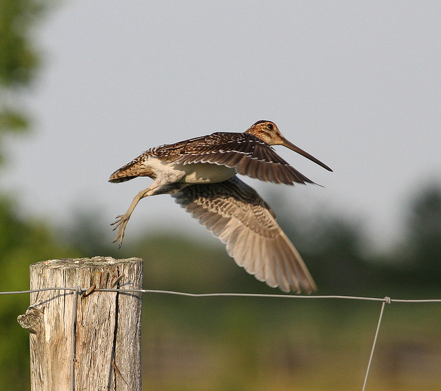Snipe Artwork Collection