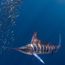 I5A4737 Blue Marlin - Pat Ford.jpeg