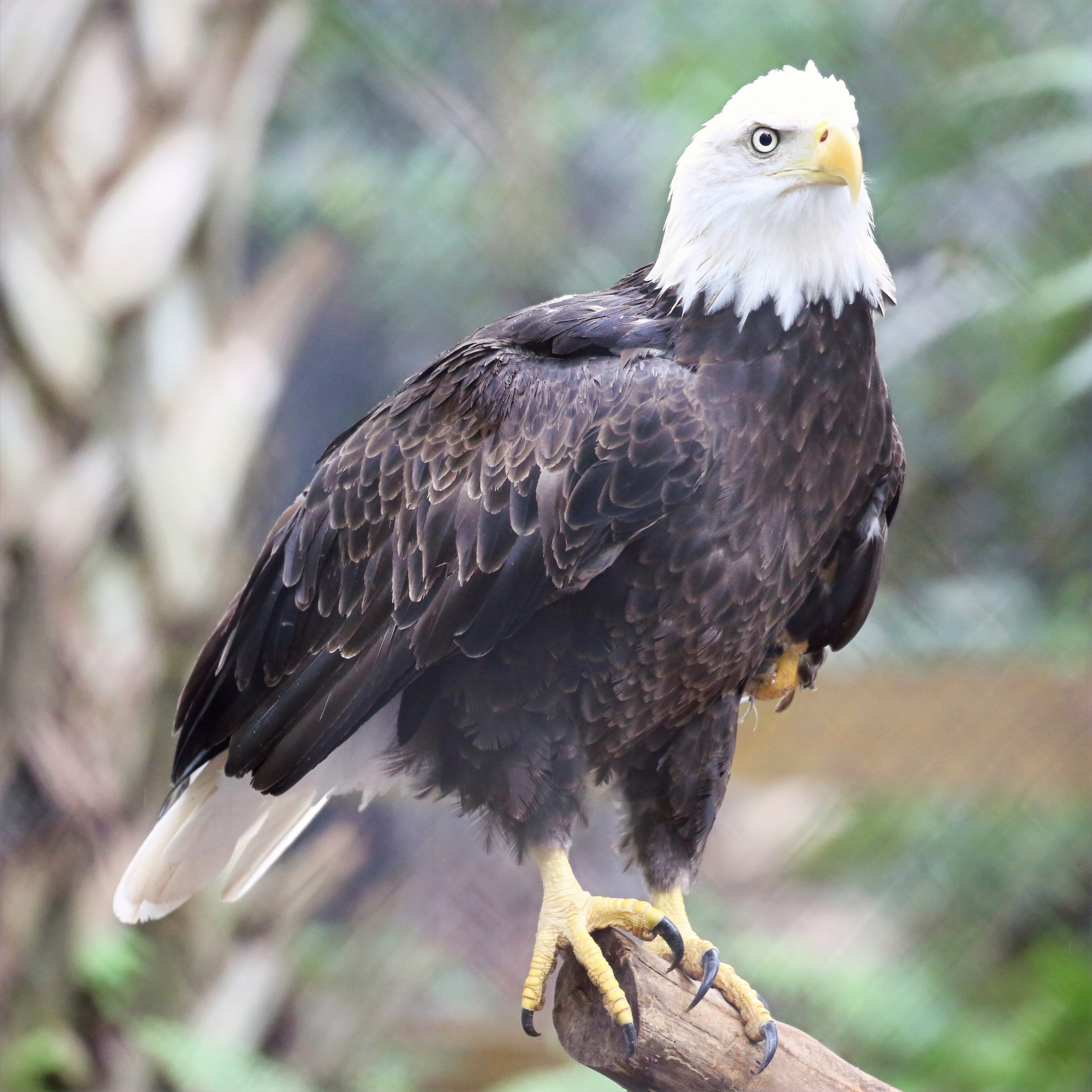 Eagle Artwork Collection