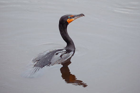 A double-crested cormorant swimming in the water.
