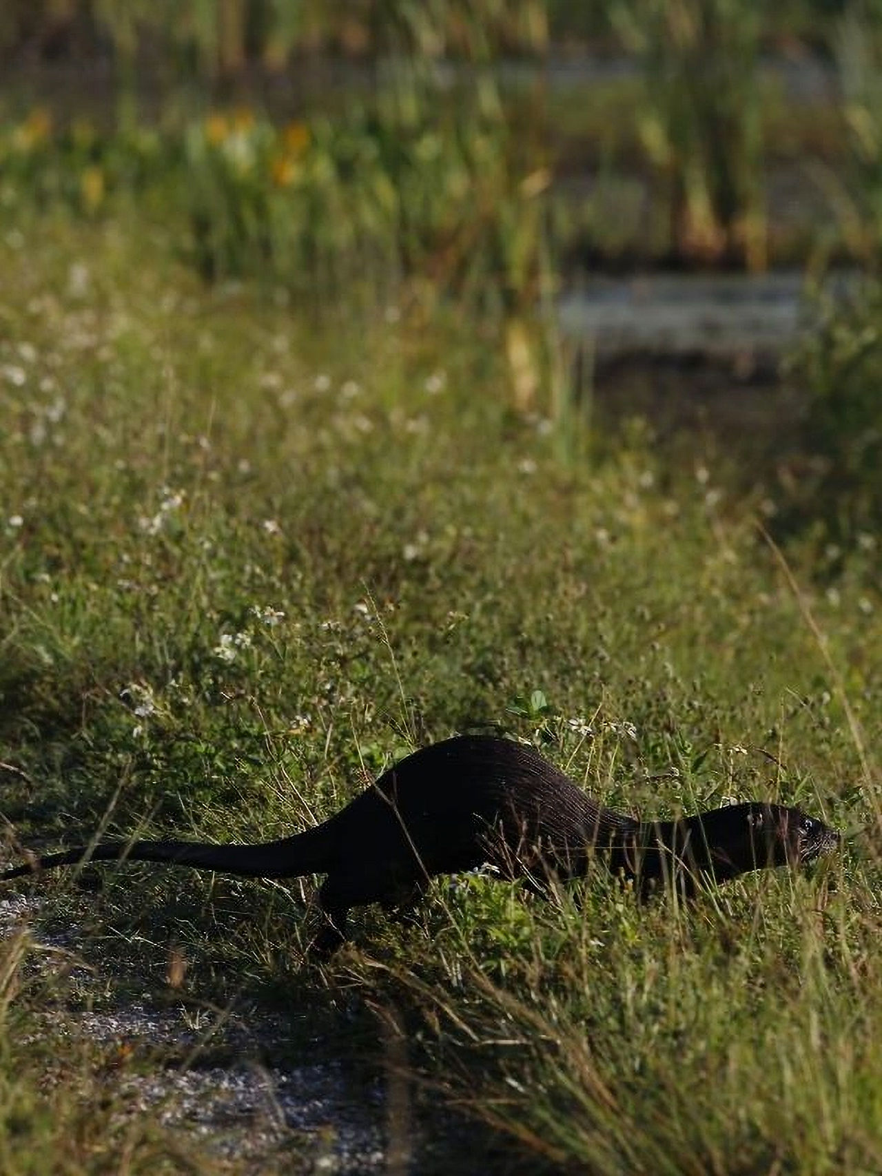 Florida River otter trotting along the ground at the Stormwater Treatment Area
