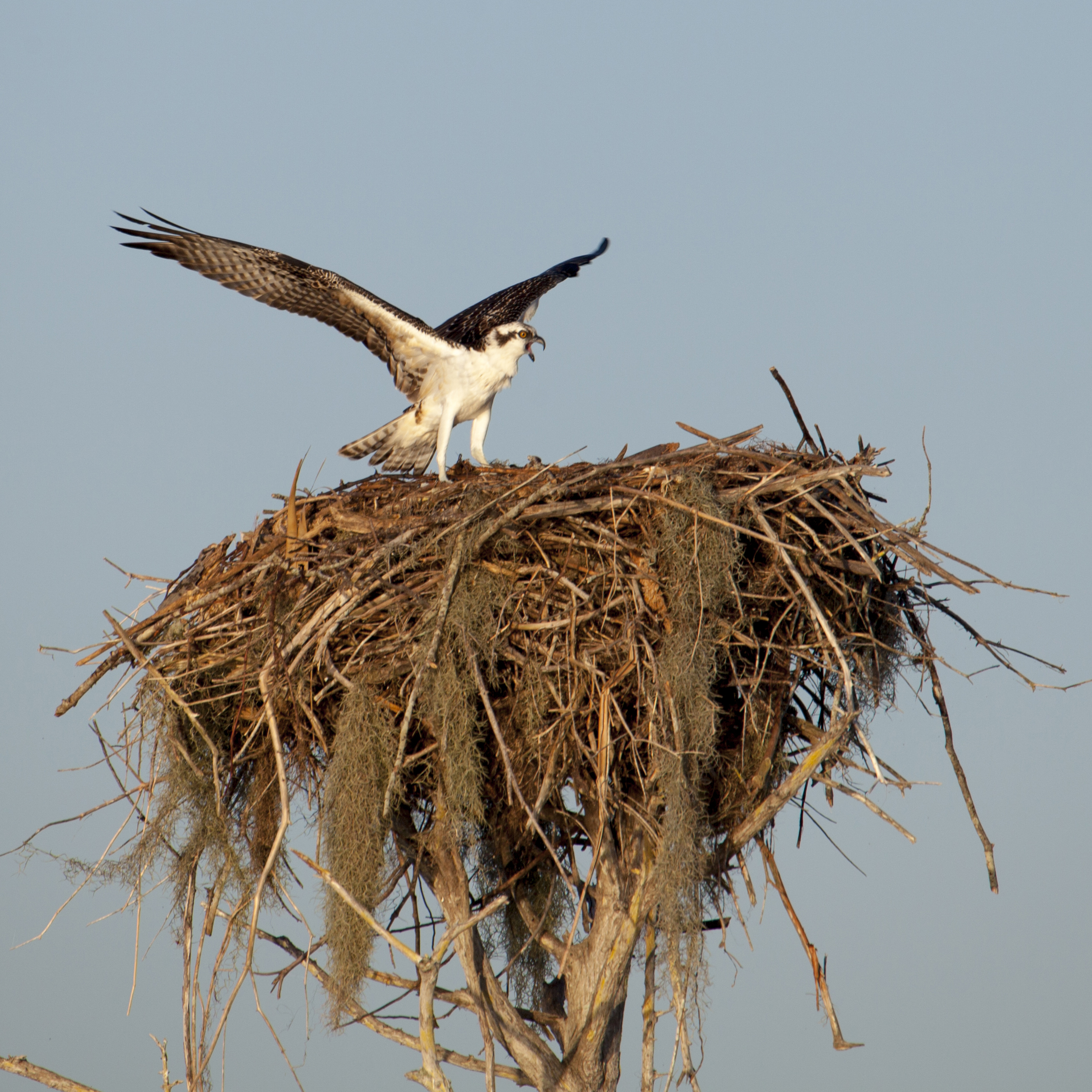 Osprey Artwork Collection