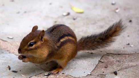 a chipmunk standing on the ground in tennessee