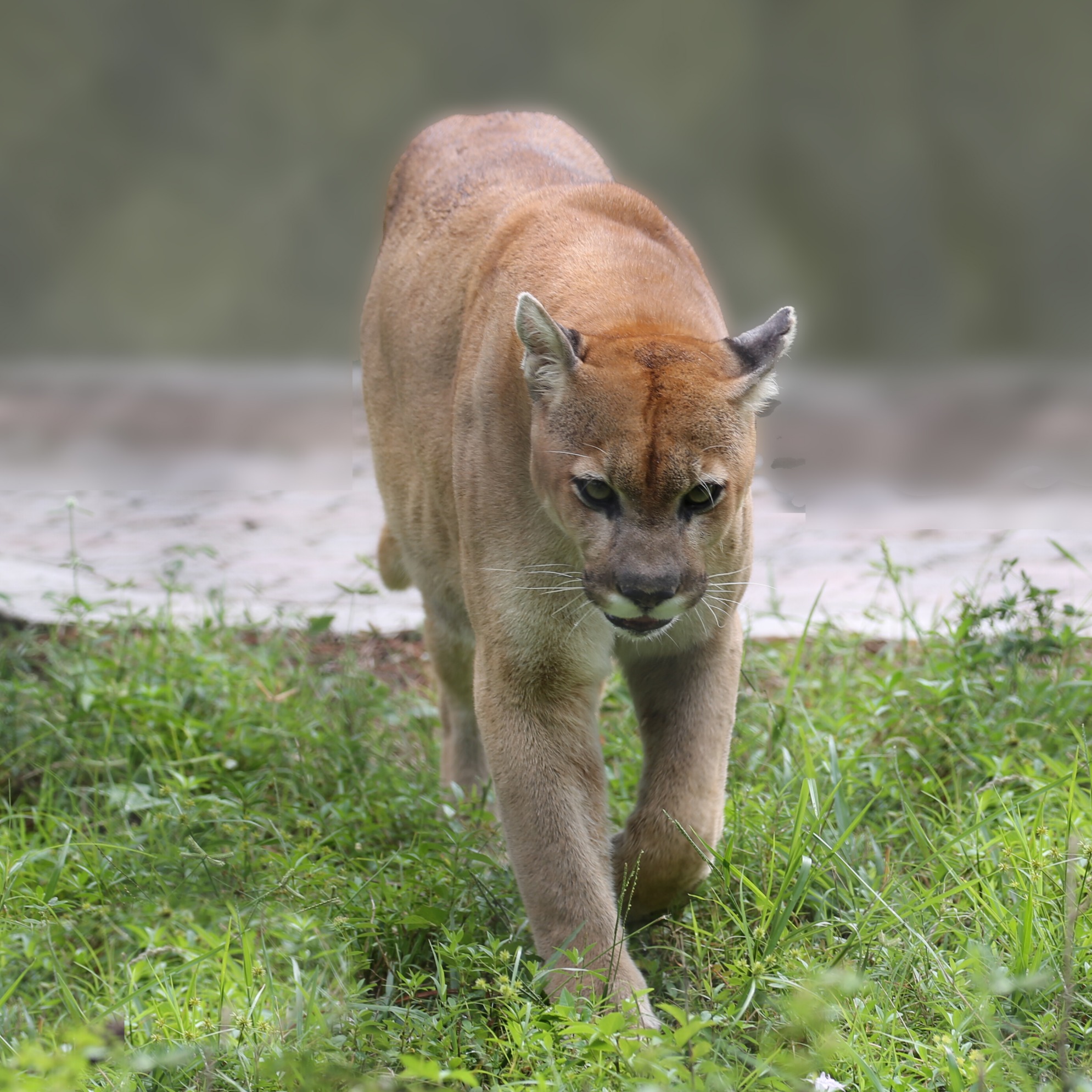 Panther Works of Art