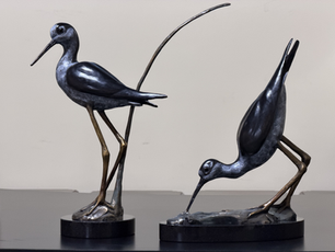 Behind the Black-Necked Stilts