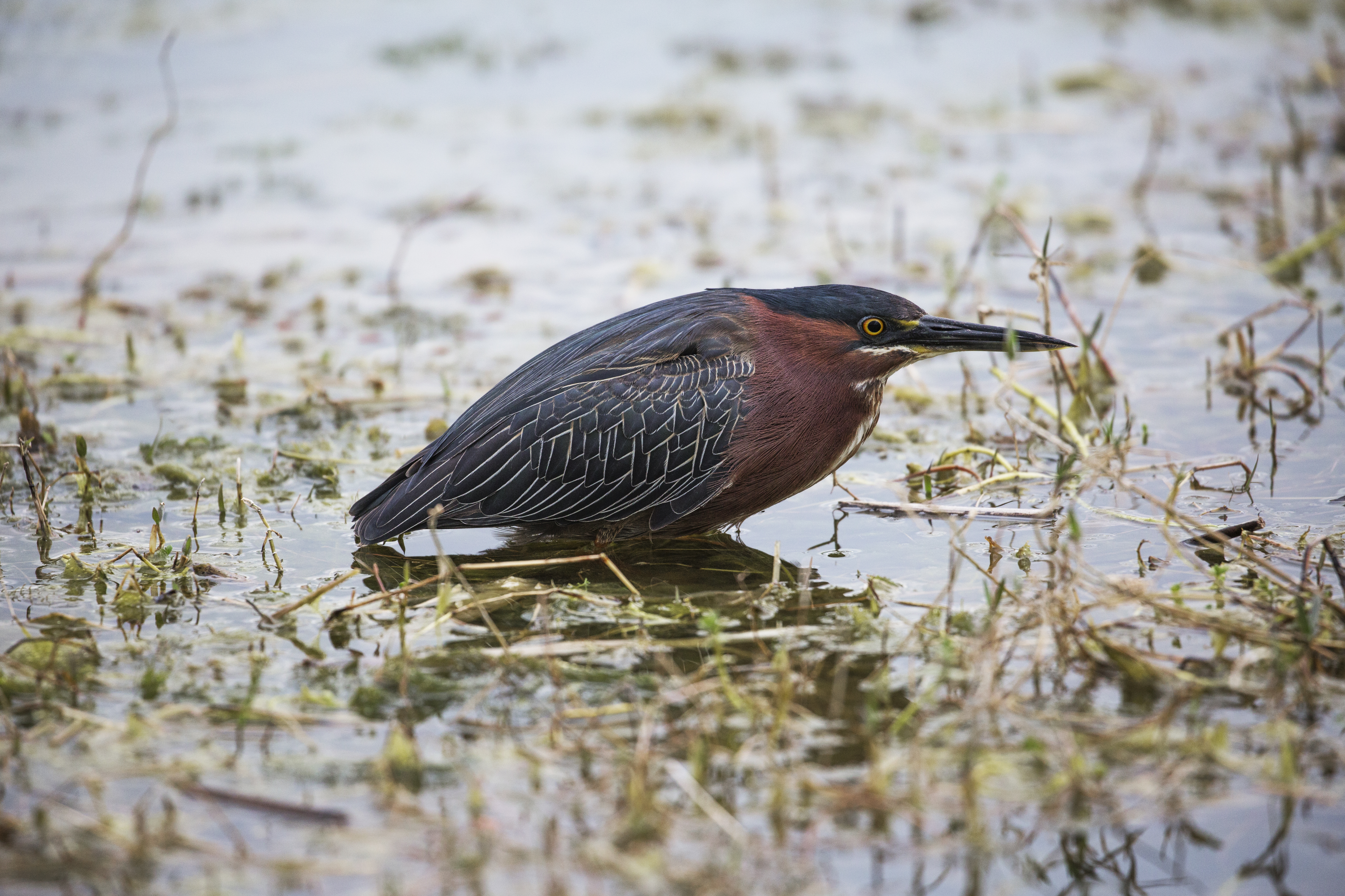 Green Heron Artwork Collection
