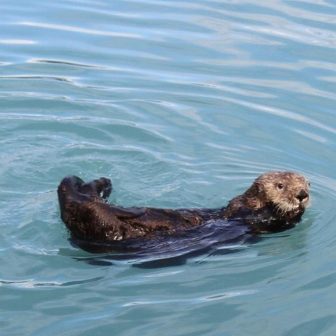 a sea otter swimming in Seward Harbor