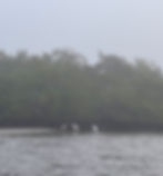 A great white egret, a great blue heron, and two roseate spoonbills stand in the shallow water near a mangrove shoreline, surrounded by mist.