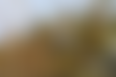 The Florida Scrub-Jay Artist Blog - The Patina Journal