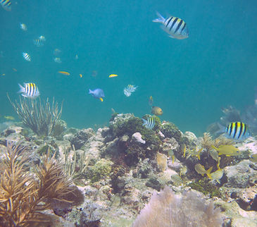 A school of fish swimming around a coral reef.