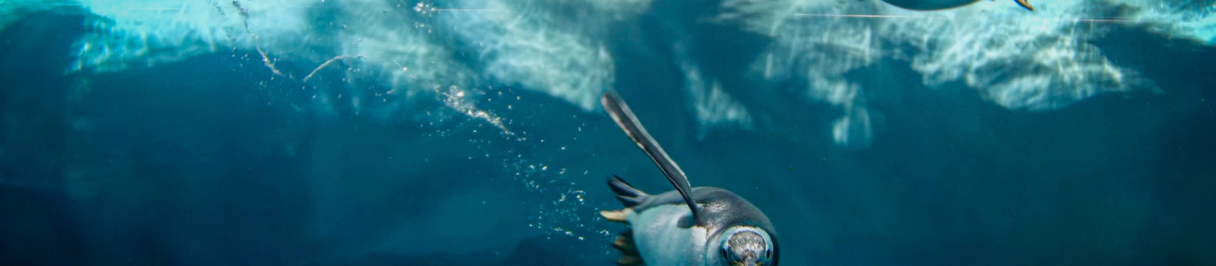 photo-of-penguins-diving-and-swimming-in