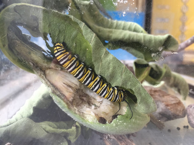 Caterpillars and Butterflies