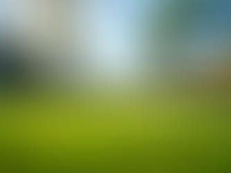 Essential Seasonal Lawn Care Guide for Sarasota Homeowners