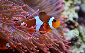 anemone_fish_clown_fish_aquarium_amphipr