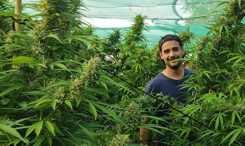 AZ. AGRICOLA SANTA MARIA - CANNABIS DIVINA 🕊 ROBERTO IN UN MARE DI CIME CBD