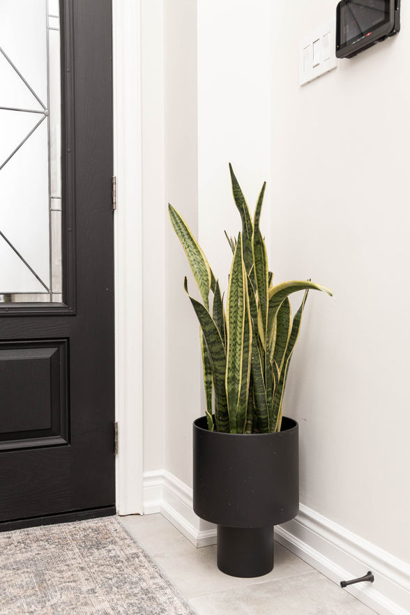 Snake plant in black planter by dark door