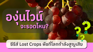 ซีรีส์ Lost Crops พืชที่โลกกำลังสูญเสีย: EP.5 องุ่นไวน์ จะรอดไหม?