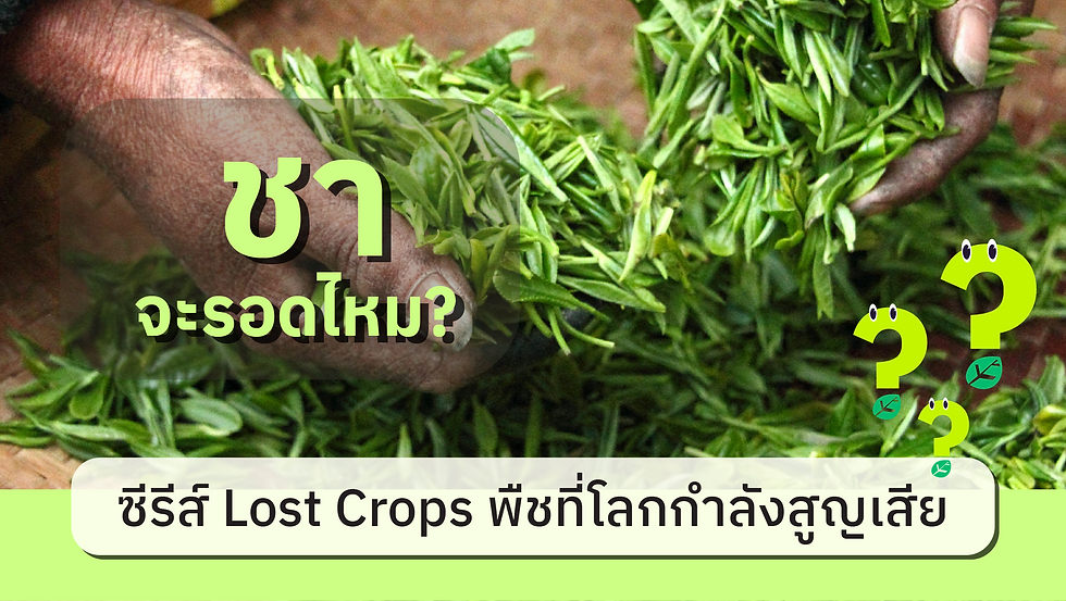 ซีรีส์ Lost Crops พืชที่โลกกำลังสูญเสีย: EP.8 ชา จะรอดไหม?