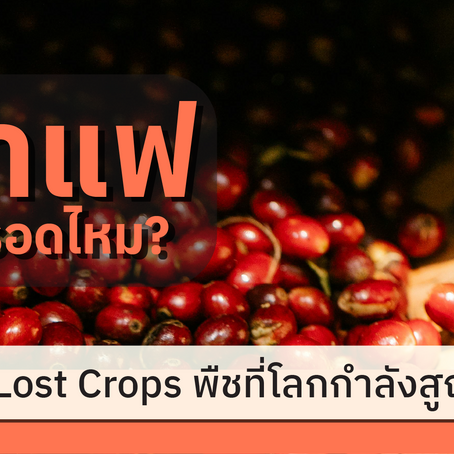 ซีรีส์ Lost Crops พืชที่โลกกำลังสูญเสีย: EP.4 กาแฟ จะรอดไหม?