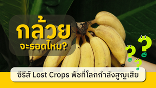 ซีรีส์ Lost Crops พืชที่โลกกำลังสูญเสีย: EP.1 กล้วยจะรอดไหม? 