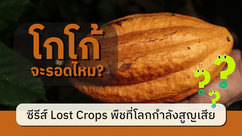 ซีรีส์ Lost Crops พืชที่โลกกำลังสูญเสีย: EP.7 โกโก้ จะรอดไหม?