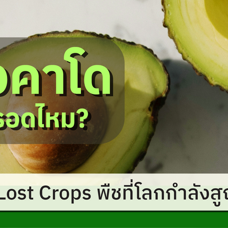 ซีรีส์ Lost Crops พืชที่โลกกำลังสูญเสีย: EP.3 อโวคาโด จะรอดไหม?