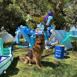Dog_at_birthday_party