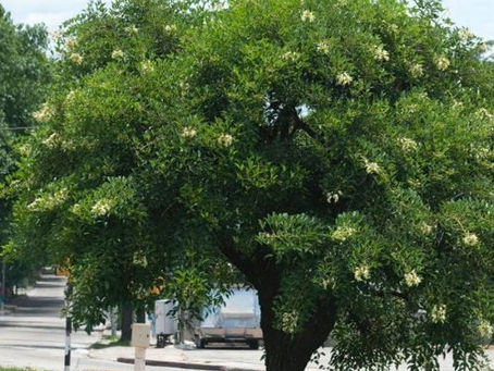 Un cuento premiado: "La anacahuita"