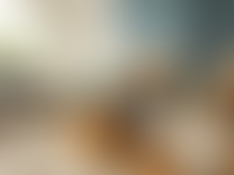 Golden retriever and cat wearing construction helmets during home upgrades — pets in renovations in a Calgary living room