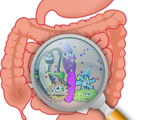 Gut bacteria influence how long we live, study suggests