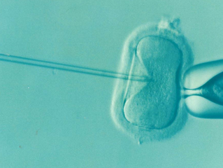 Frozen eggs and sperm storage limit increased to 55 years