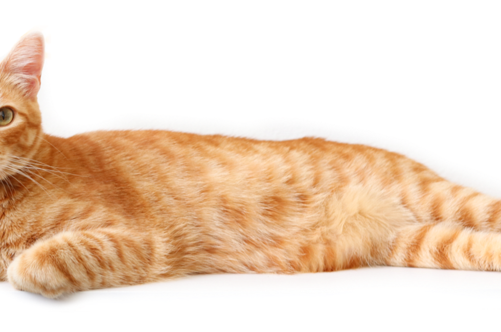 GoDaddyStudioPage-0 9_edited.png