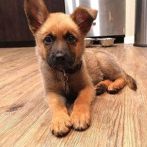 5 Reasons Why I Love Dogs