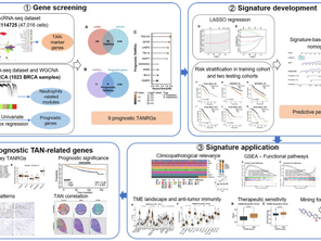 [Journal clubs] Feb 12,2025 [A Novel Tumor-Associated Neutrophil-Related Risk Signature Based on Single-Cell and Bulk RNA-Sequencing Analyses Predicts the Prognosis and Immune Landscape of Breast...]