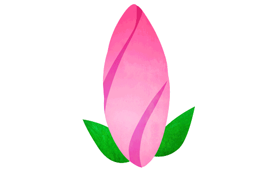 PinkFlowerOpening.gif