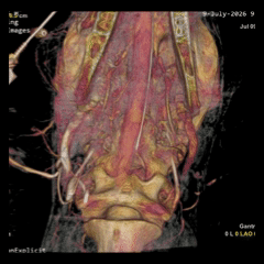 Ovine Conebeam CT.gif