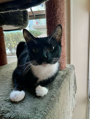 Mittens