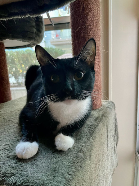 mittens1.jpeg