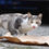 Thumbnail: Sponsor a Colony Cat Monthly