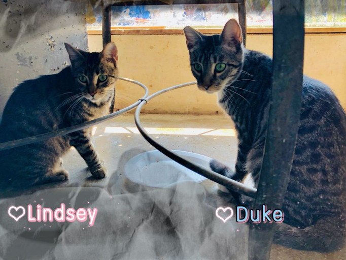 duke-lindsey3.jpeg