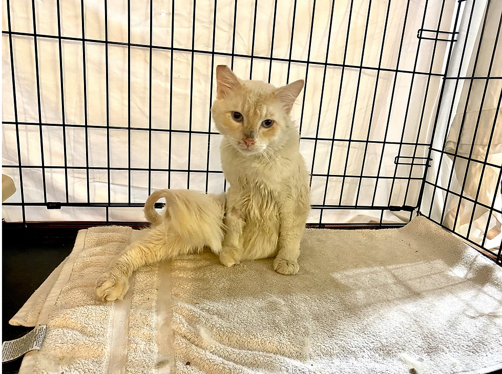 Thumbnail: Sponsor an injured or ill cat while he/she recoups